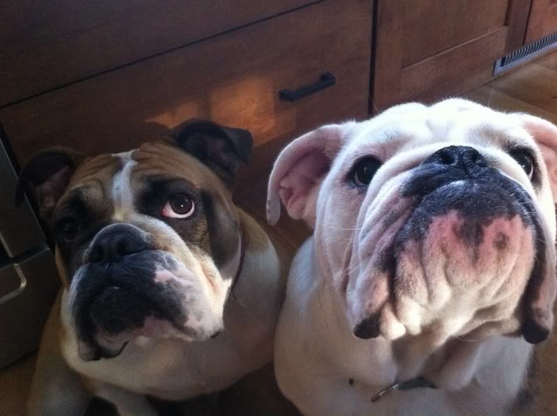 english bulldog